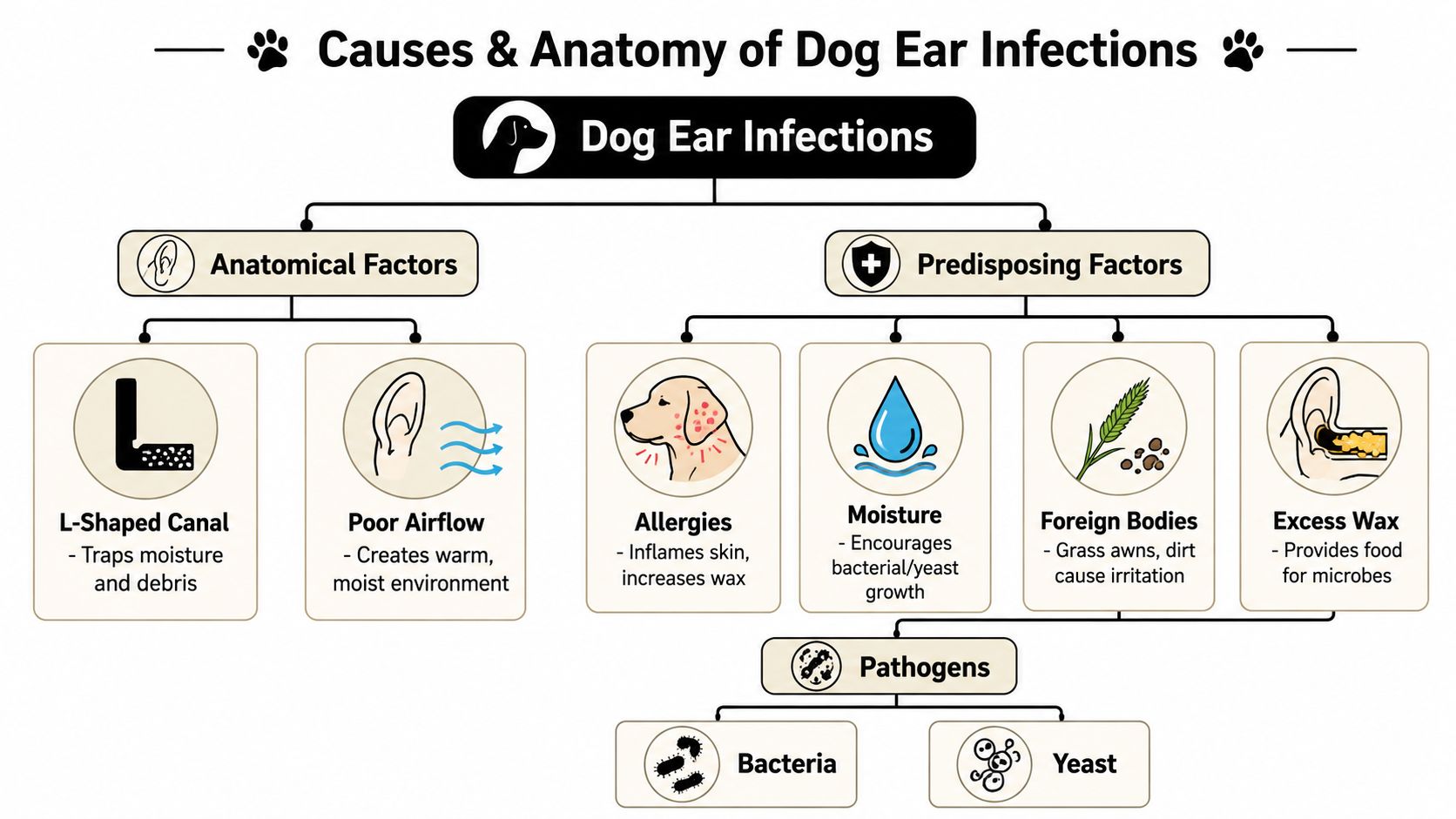 Causes of Ear Infections in Dogs: A Complete Guide