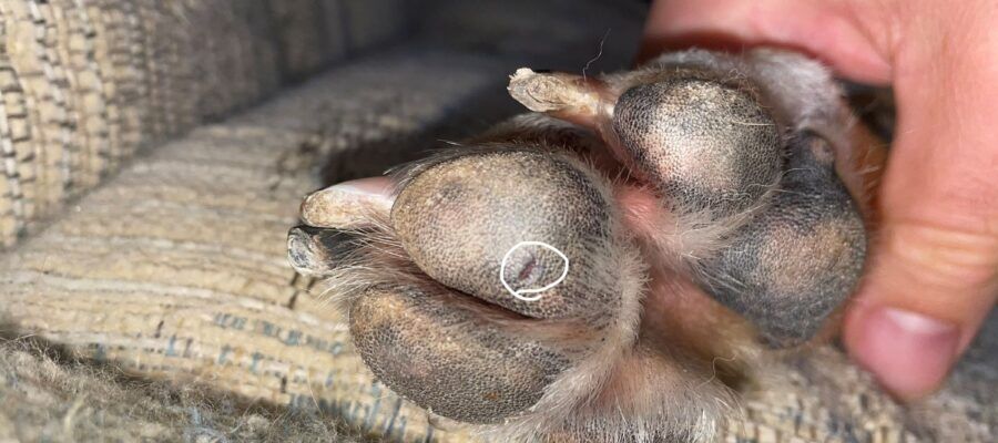 paw problems dog has small cut on paw pad